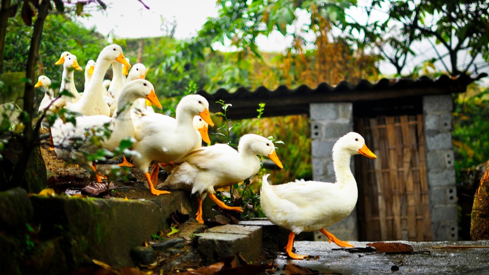 Roundtable: can Alberta effectively follow the lead of Ontario?