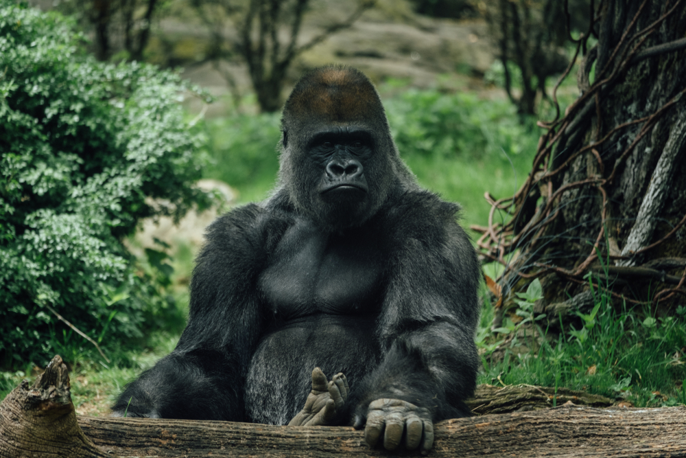 Blueprint’s Kong 3 gets exclusive bet365 launch