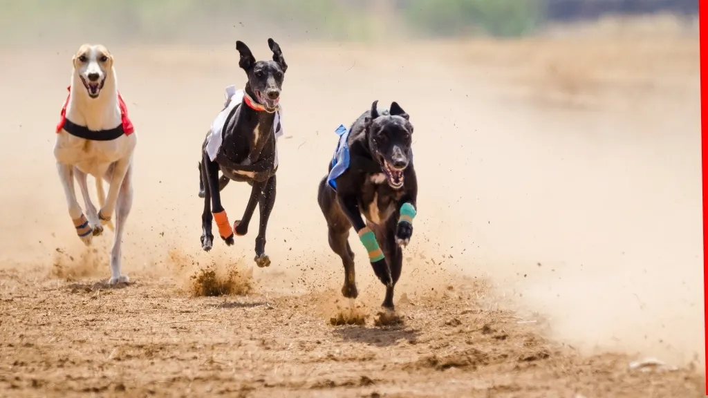 Wales takes the lead and bans greyhound racing