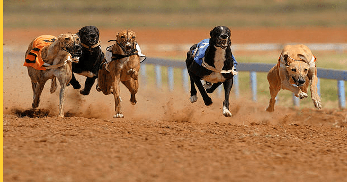 Scottish government moves forward with greyhound racing ban